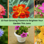 Fast-Growing Flowers