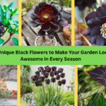 Black Flowers