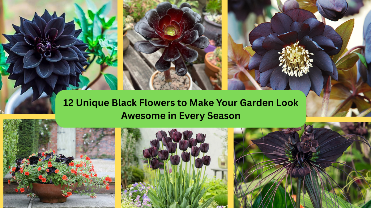 Black Flowers