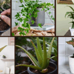 Indoor Plant Ideas