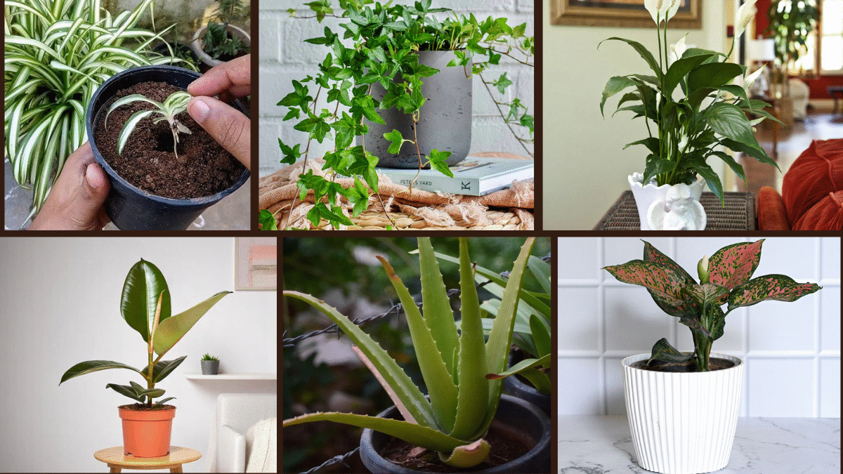 Indoor Plant Ideas