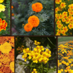 Marigold Varieties