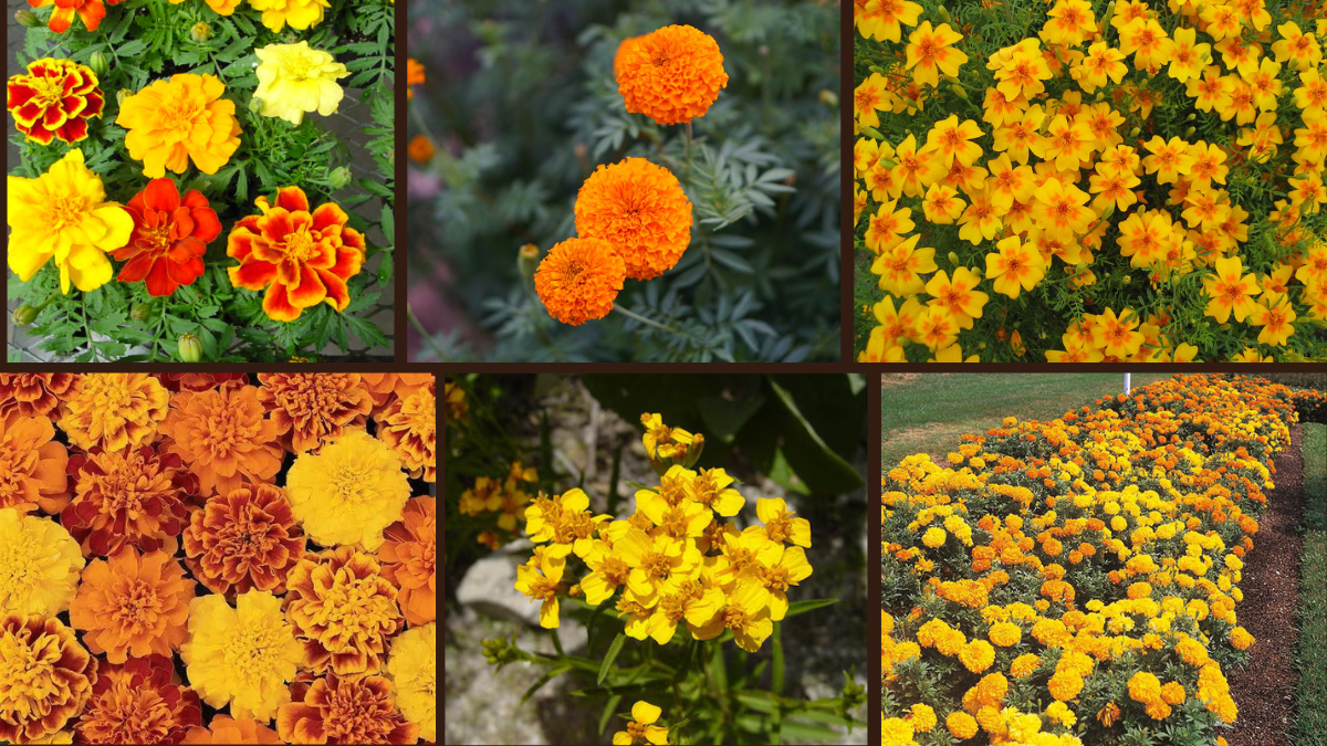 Marigold Varieties