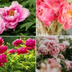 Peonies