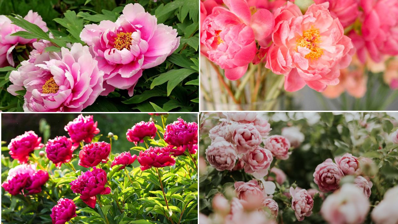 Peonies